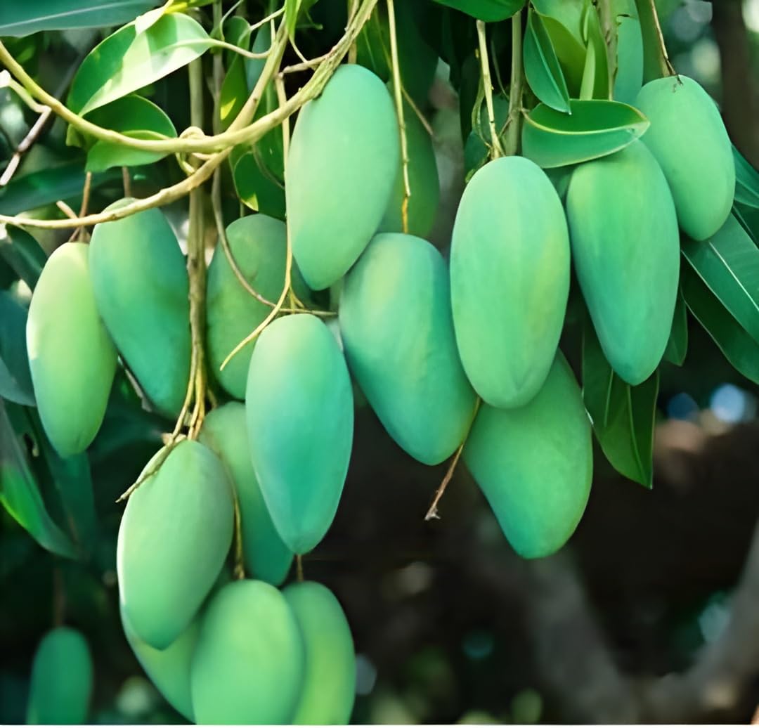 Oxiflora King Of Mango Bari-11 Of Mango Variety Grafted Fruit Live Plants & Tree (Fruit After 1 Year) Plant Height 2-3 Feet In Nursery Grow Bag" (B0CQK3KCXQ) Amazon Price History, Amazon Price Tracker