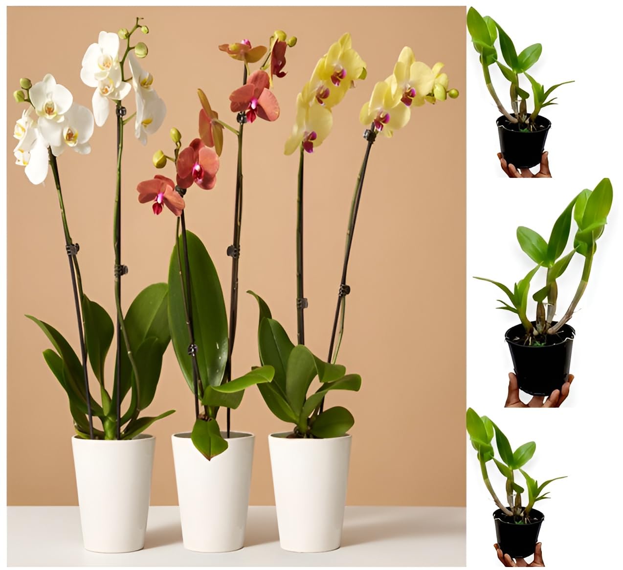 Oxiflora Orchid flowers "Combo 2 Best Exotic Phalaenopsis Orchids" Grafted hybrid - 2 Healthy Live Super Yielding Early Flower Plant 1-1.5 Ft Height in Nursery Grow Bag for Home Garden Pack of 2 (B0CTCFC7NS) Amazon Price History, Amazon Price Tracker