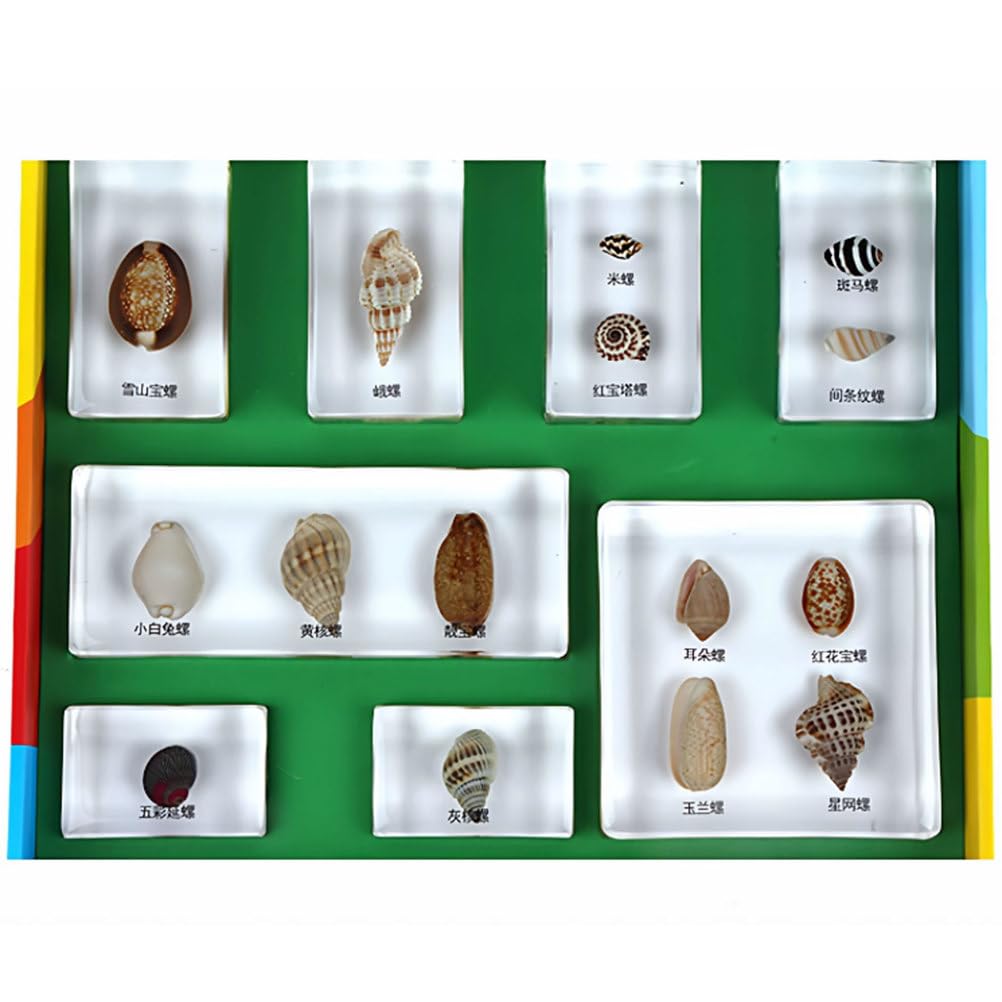 Muszle Montessori wżywicy - Kolekcja muszli dla dzieci jako zabawka edukacyjna do nauki przyrody i nauk ścisłych
