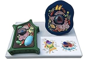 Interactive Plant Cell Model Kit for Engaging 3D Learning