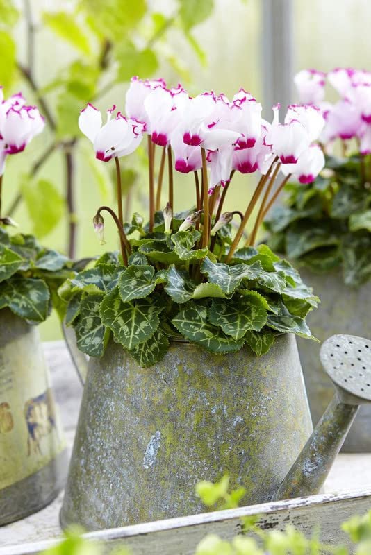 Ritz Farming� Cyclamen flower bulbs white & purple for your Home & Gardening Pack of 1 (B0BRZZC2ZZ) Amazon Price History, Amazon Price Tracker