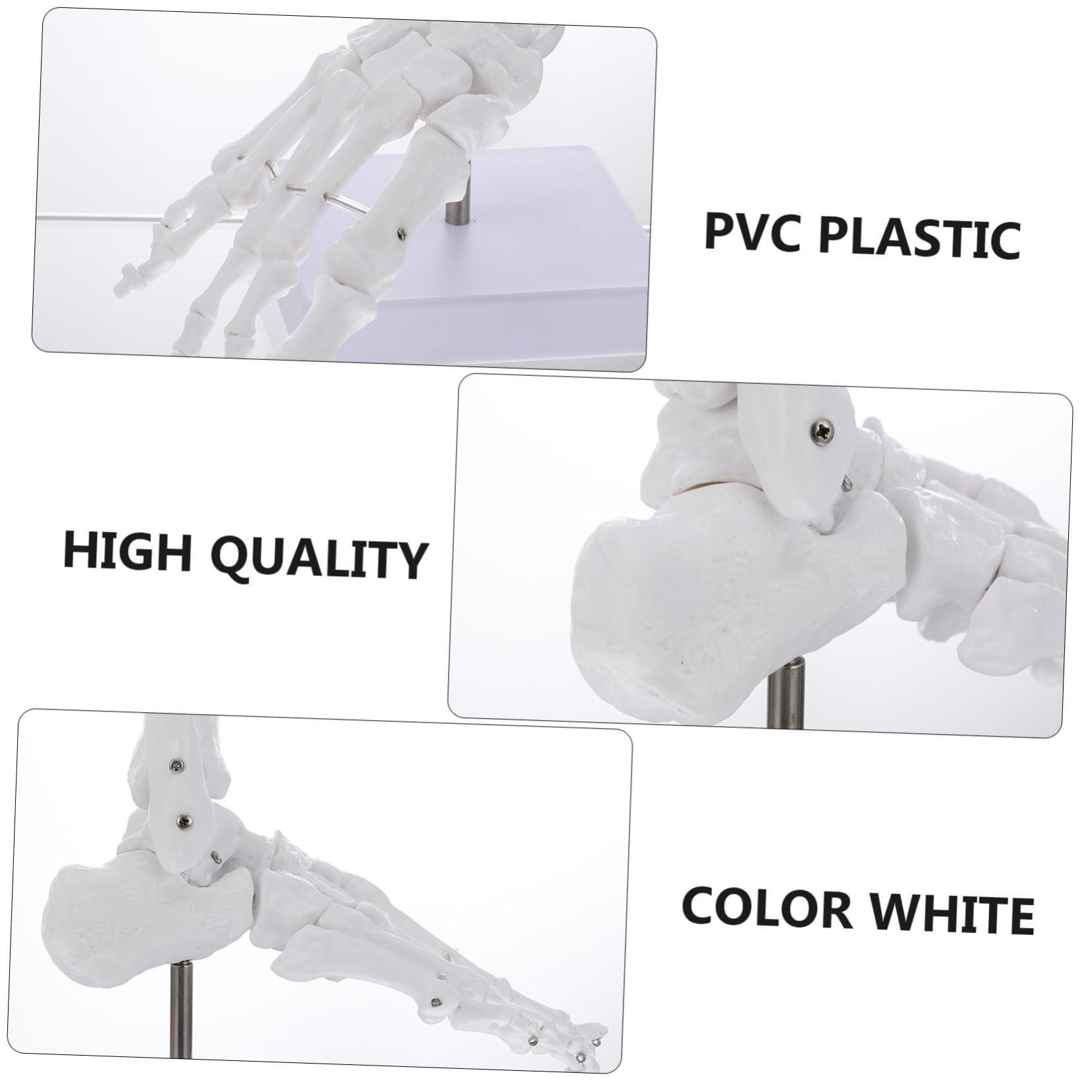 Cabilock Modelo de Tobillo Anatómico de Plástico Articulación Natural Esqueleto de Hueso para Estudio Médico Aula o Laboratorio