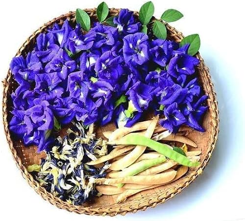 100 Butterfly Pea Flower Seeds - Hoa Dau Biec - Blue Butterfly Pea Vine Seeds (Clitoria Ternatea) Asian Pigeonwings -Tropical Vine Plant Seeds- Edible Flower Seeds #TOP3