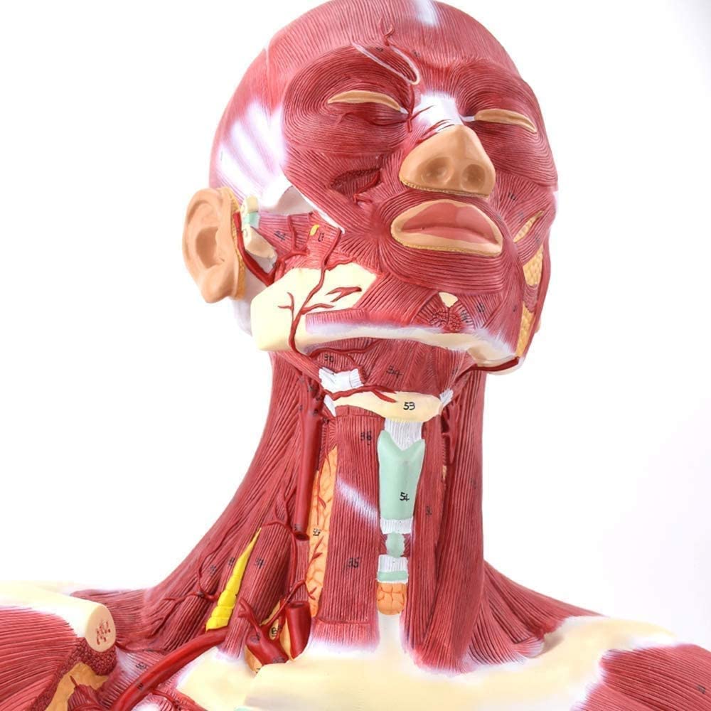 Model Nauczania, Zespół Głowy Ludzkiej, Model Anatomiczny, Mięśnie Szyi, Model Mięśni Tułowia Ludzkiego Do Szkoły, Materiały Dydaktyczne