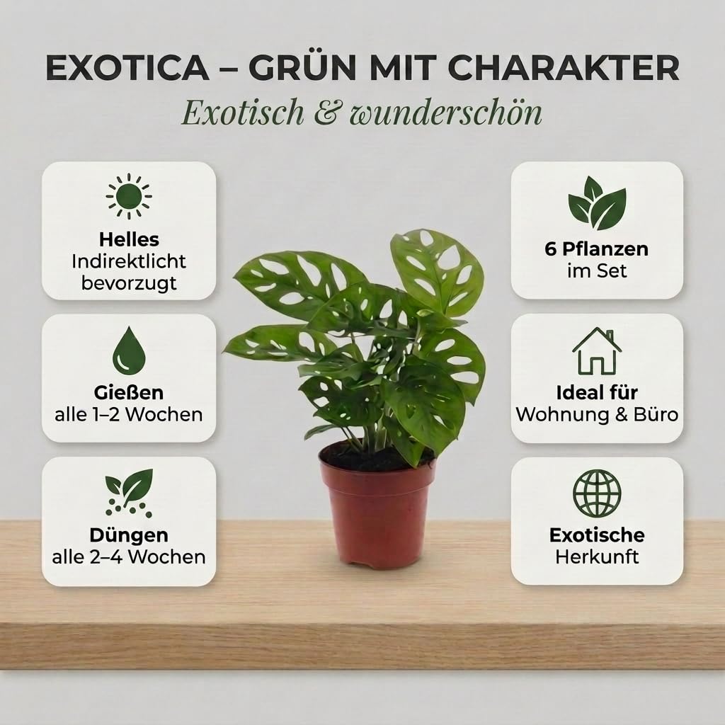 “Exotica” Pflanzenset | 6er-Set | Monstera, Musa, Calathea, Adansonii, Efeutute, Sansevieria | ca. 25-50 cm | Ø 12-15 cm Topf | Exotische Zimmerpflanzen für Wohnung und Büro