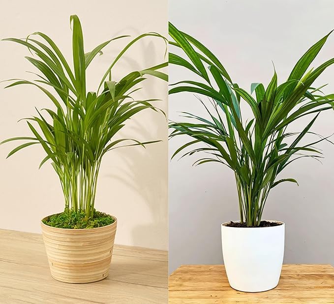 LITTLELEAF Areca Palm Tree Indoor Healthy Live Plant (Pack of 2 - Medium Size)-picture-10