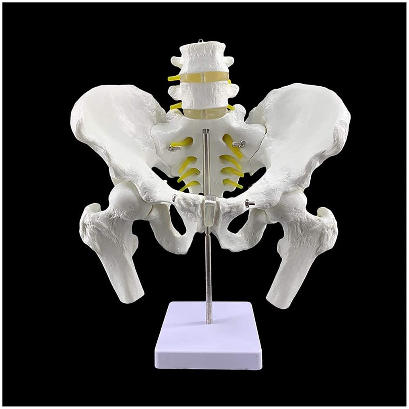 Buy Anatomy Model, Human Pelvis Model TwoSection Lumbar Vertebrae with Pelvis and Femur Model