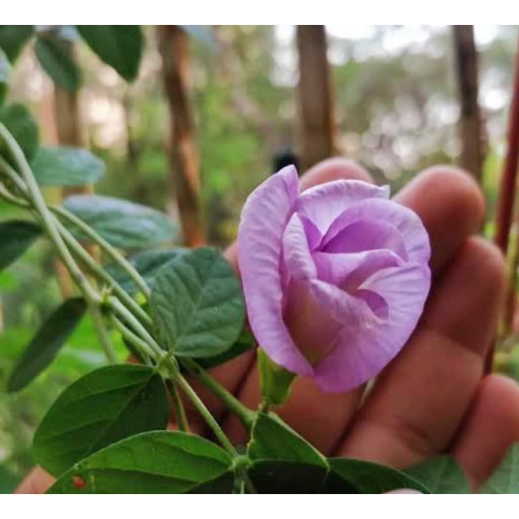 Cloud Farm Real Live Pink Aparajita Flower Live Plant (PINK) ||Outdoor Gardening With Black Plastic Bag Pack of 1 CF_56 (B0CQ4MSHPS) Amazon Price History, Amazon Price Tracker