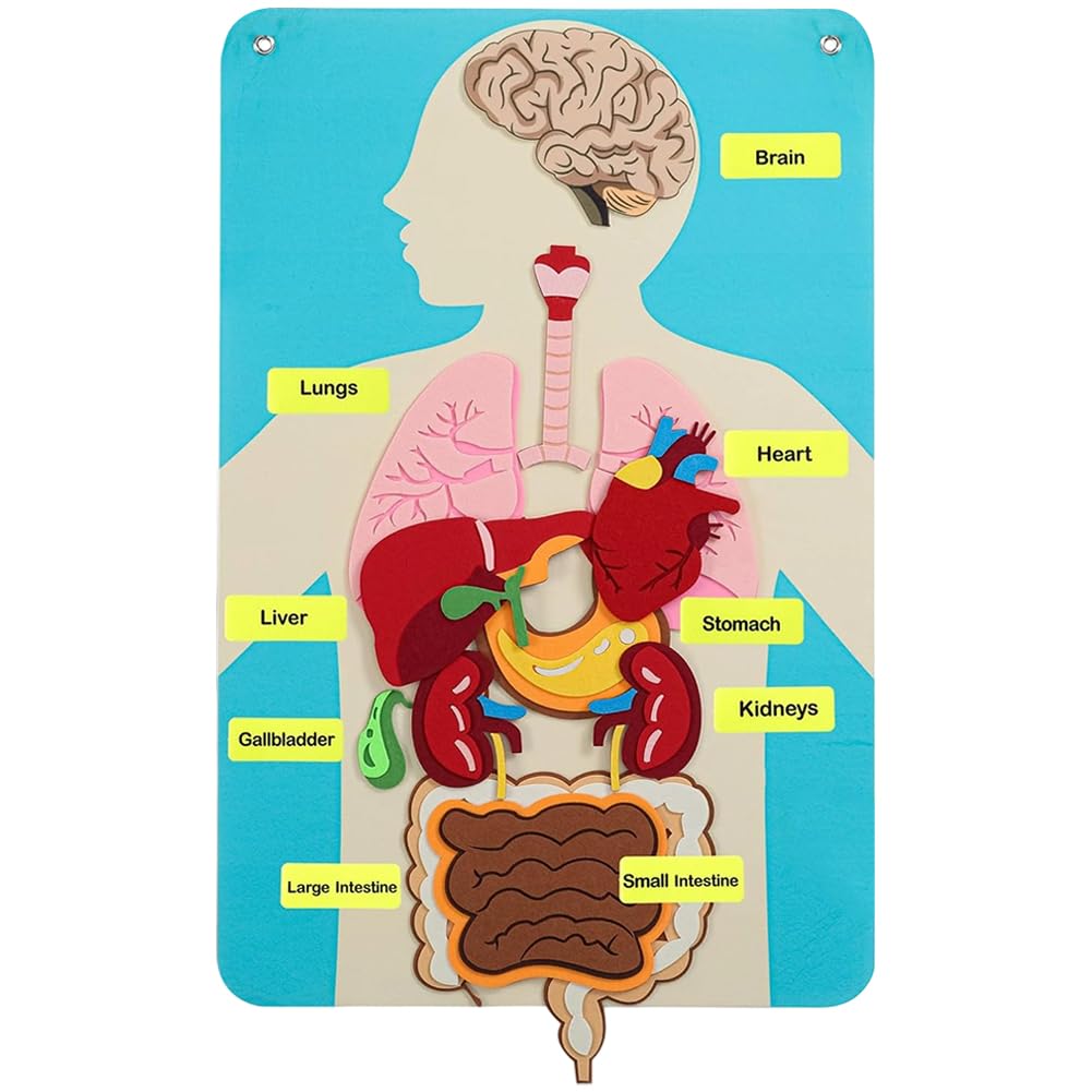 Ymxygz Felt Human Body Puzzle Funny Body Jigsaw Children's Learning Board for Daycare Home Learning Kids and Educational Toddler Games