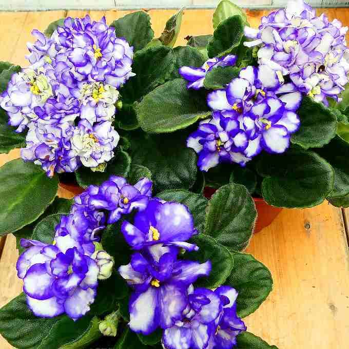 HOT，最新作】 セントポーリア／ ララバイ 苗