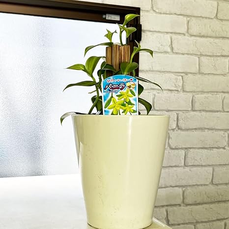 Amazon Co Jp 珍しい木 バニラの木 シャワーボーイ 水色 付き バニラ バニラビーンズ 果樹 つる性 観葉植物 ホーム キッチン Amazon Co Jp 珍しい木 バニラの木 シャワーボーイ 水色 付き バニラ バニラビーンズ 果樹 つる性 観葉植物 ホーム キッチン