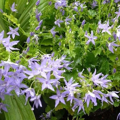 6x Campanule 'd'Italie' - Campanula garganica - Godet 9x9cm