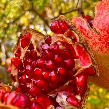 35+ Organic Pomegranate Tree Seeds for Planting-Dwarf Pomegranate Seeds-Punica Granatum Seed Fruit Tree Antioxidant Rich Superfruit Easy to Growing for Home Gardens Outdoor