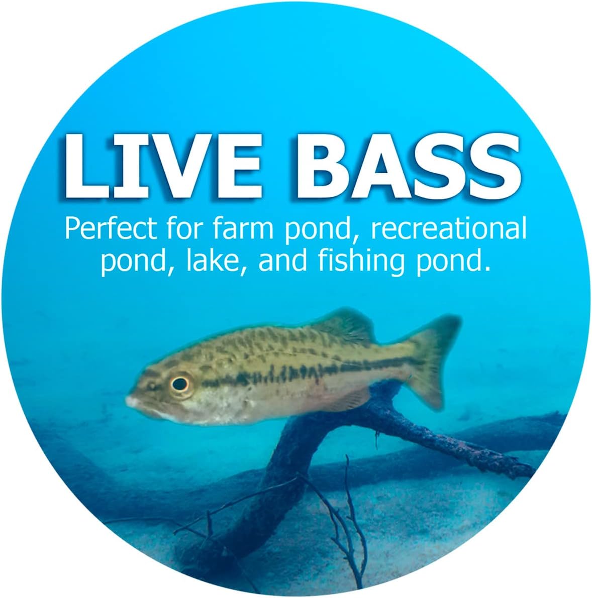 Natural Waterscapes Live Largemouth Bass (20) Pond Fish | Pack Includes (20) 2-4" Bass for Pond Stocking