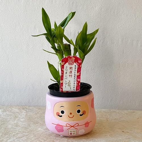 幸せを呼ぶ ミニ 観葉植物【ミリオンバンブー 恋愛だるま鉢カバー付き 1個】品種おまかせ 健康 運気アップ 新婚祝い 結婚記念日 誕生日 敬老の日 母の日 父の日 バレンタイン ホワイトデー クリスマス ギフト (ミリオンバンブーピンク)