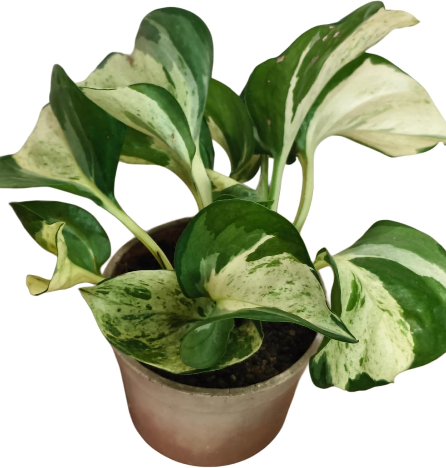 Healthy Live Manjula Pothos Indoor Plant with Pot | Pack of 1 Easy Care Air Purifying Plant for Living Room, Bedroom & Office-image-43