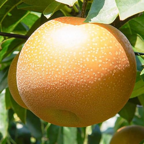 個数限定 利府梨(あきづき)5kg(10玉前後)