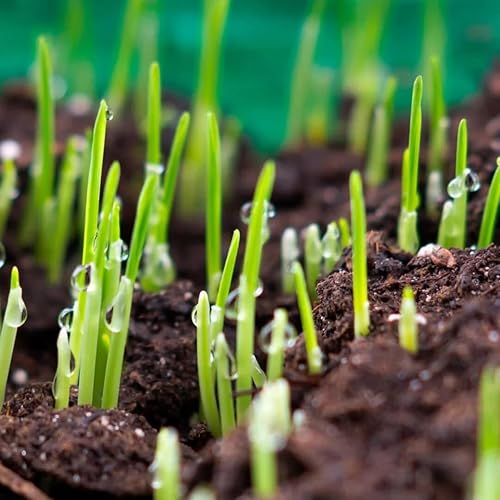 Miniatura 2 de Fertilizante básico 15-20-10  (18 libras) Alimento para césped con alto contenido de fósforo para nuevas semillas de césped y césped  Promueve el