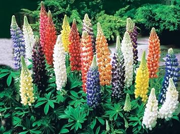 Seeds Lupin Dwarf Mix/Perennial Flowers