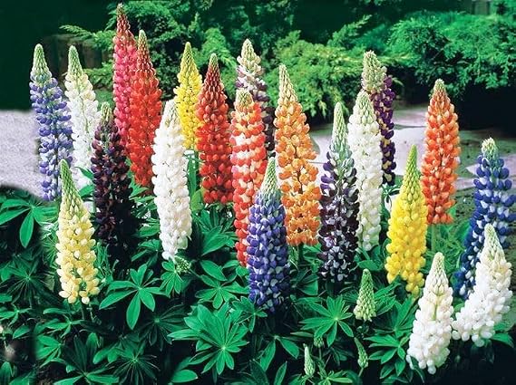 Seeds Lupin Dwarf Mix/Perennial Flowers