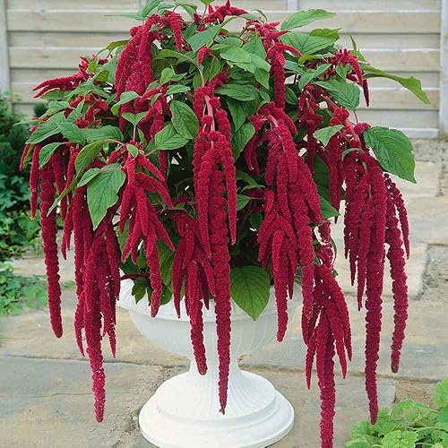 Outsidepride Amaranthus Love Lies Bleeding Red Garden Flower Landscaping Plants - 10000 Semillas