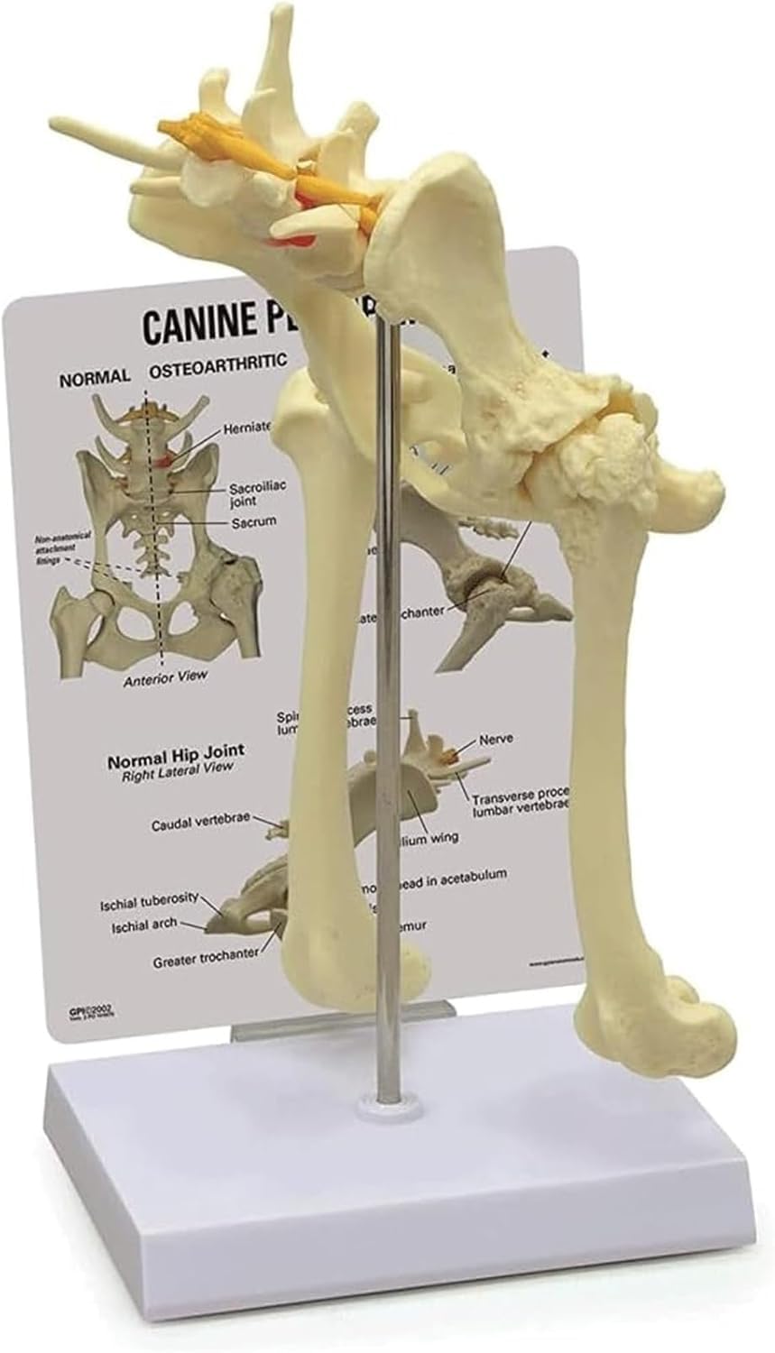 Hundeskelett-Modell – Hüftgelenk und Becken Anatomie Lehrwerkzeug für Wissenschaft Bildung, Anatomie Lernhilfe für Schüler und Profis