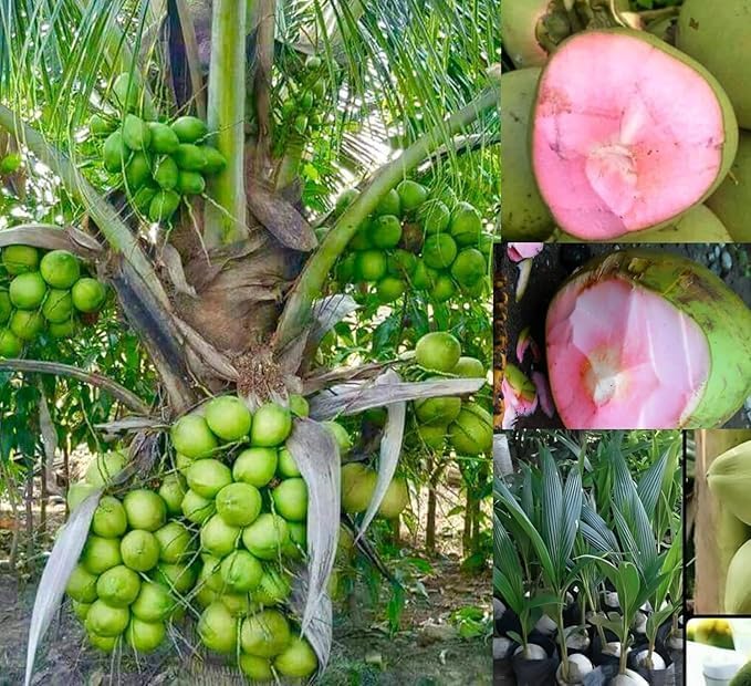 Live Thai Pink Coconut Tree Height 2-3 Feet Dwarf Coconut Tree Plant Fruit After 2-3 Year Hybrid 1 Healthy Live-image-19