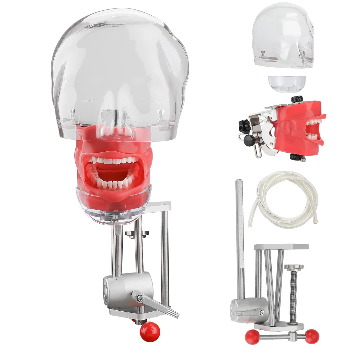Modelo De Dientes Phantom Head Training Manikin 28/32Pcs Simulador Dental De Dientes Cabeza De Maniquí con Montaje En Banco Fijo En Escritorio para Escuelas De Odontología Educación