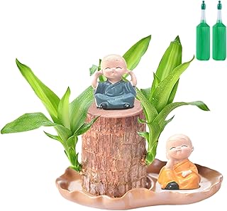 Brazilian Wood Plant,Brazilian Tree - Home Decoration with Figurine for Coffee Shop Living Room Outdoor Waiting Areas Hote...