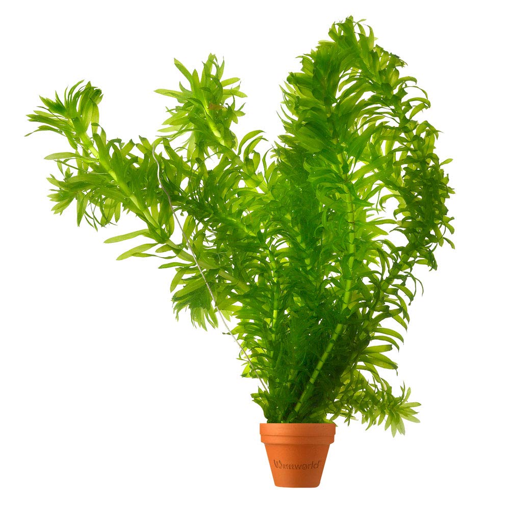 vdvelde - Elodea Egeria Densa - Set da 10 - Pianta Ossigenante per Laghetto & Acquario - Contro Alghe & per Acqua Limpida - Rustica - Pianta Subacquea