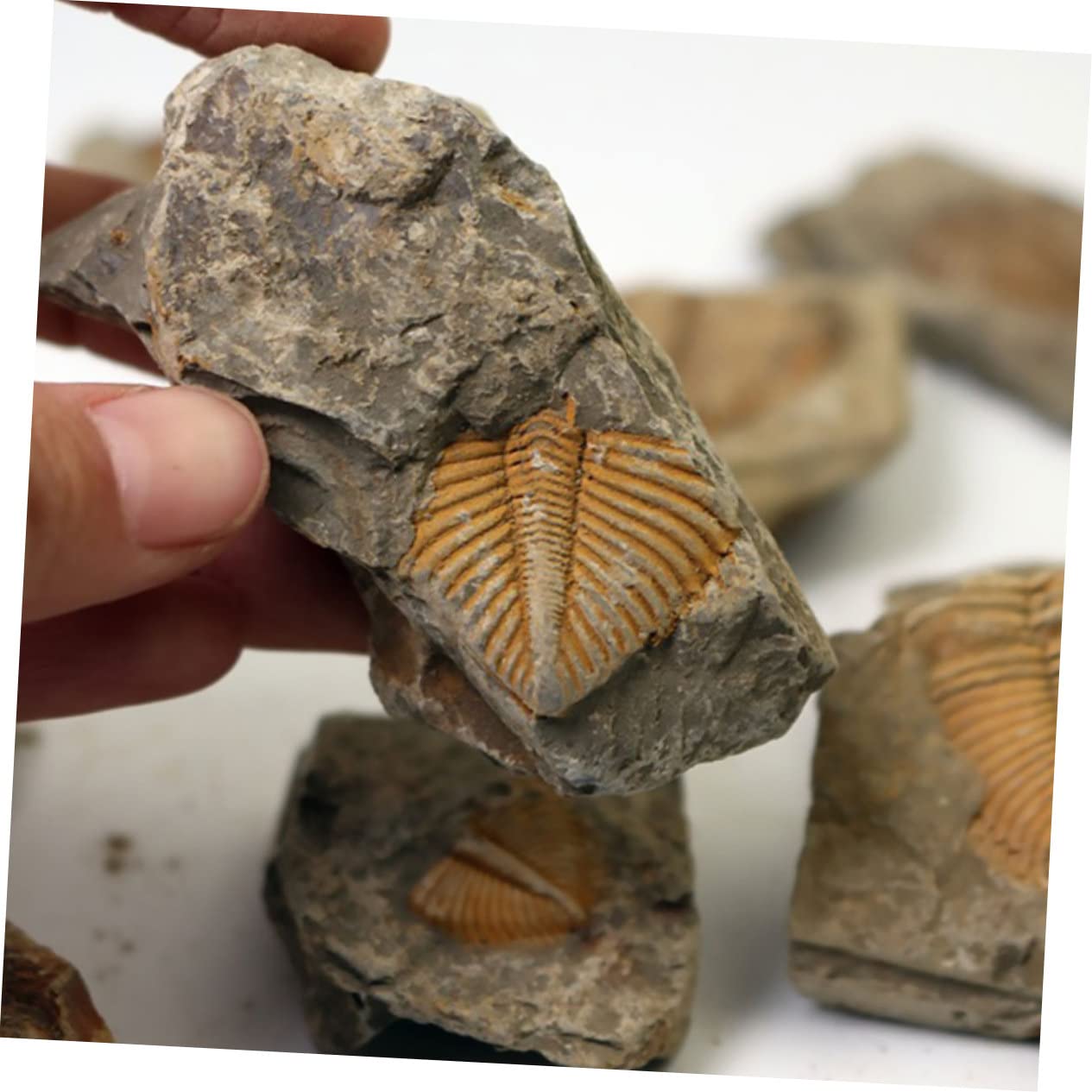 12piezas Kit De Fósiles De Trilobite Para Coleccionistas Herramienta Educativa De Rocas Prehistóricas Para Decoración Del Hogar