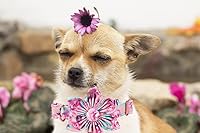 Vista 25 de Lionheart glory Collar de perro con bandera estadounidense, collar de flores para perro del 4 de julio, resistente y ajustable, collar patriótico