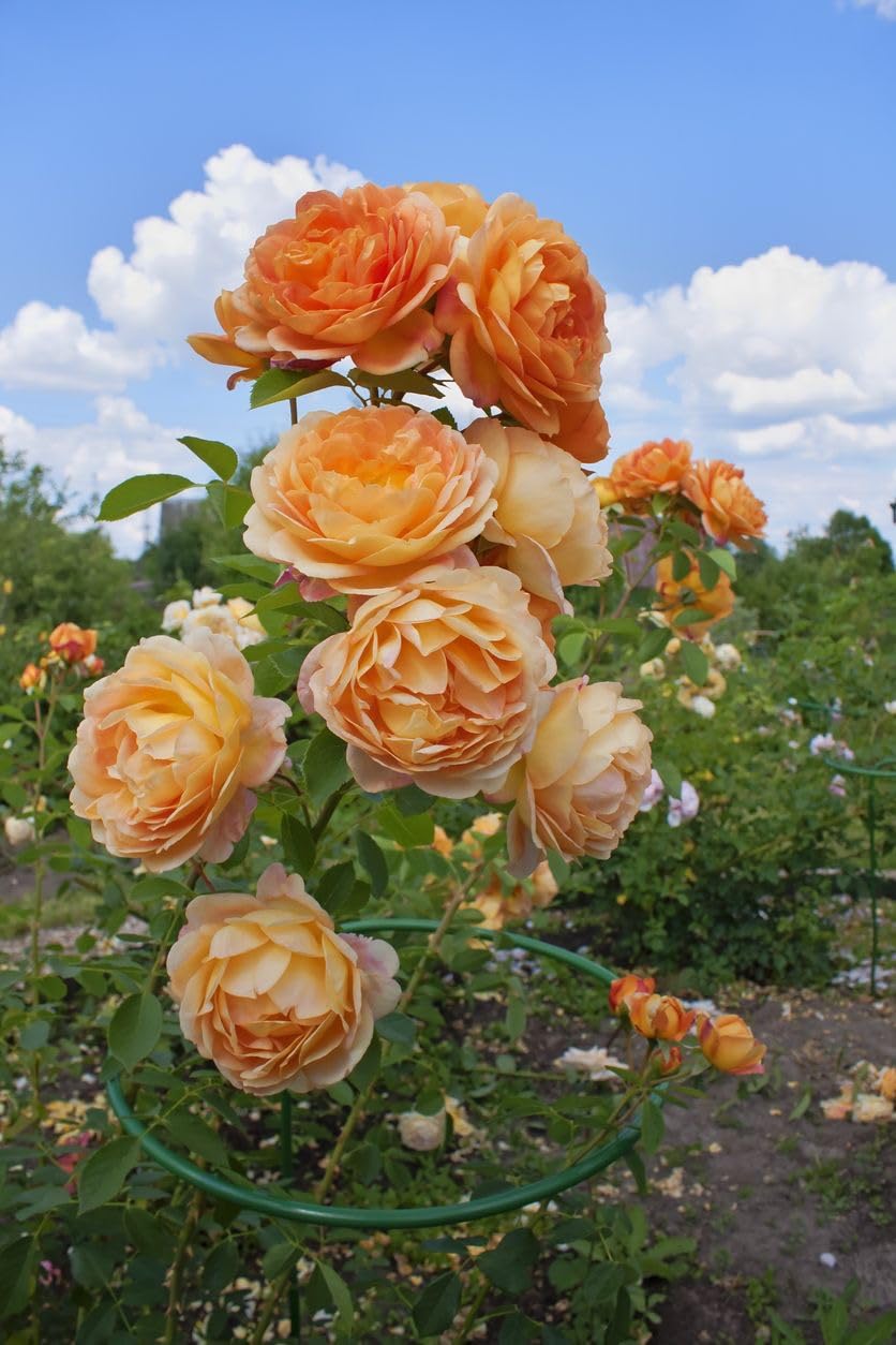 Climbing Rose Seeds - 100 Cream Mix Flowers -14