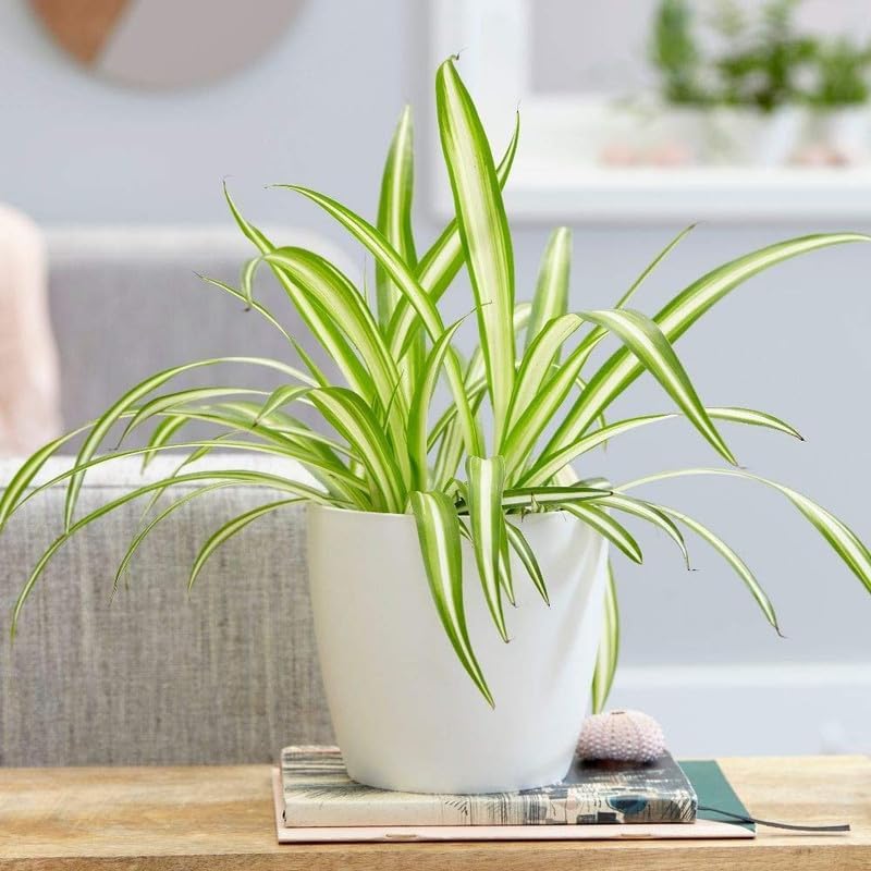 Spider Plant Indoor Live Plant - Spider Plant with Pot for Home, Office, Bedroom, Hanging Planter - Air Purifying Real Live Indoor Plant Pack of 1-image-14