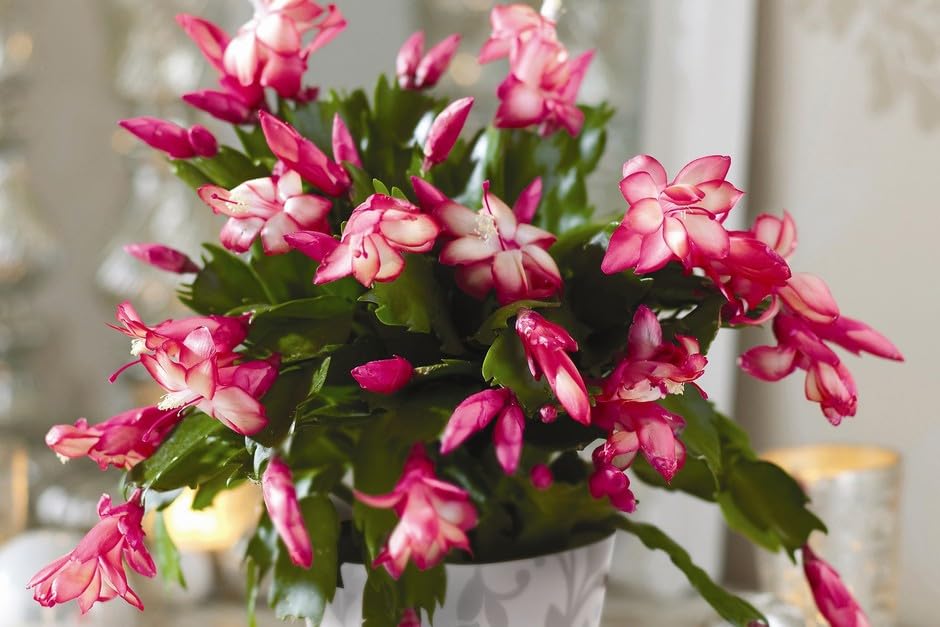 Jaigo Christmas Cactus Live Plant | Orange and White Blooming Flowers | Indoor Holiday Plant with Pot || Pack of 1 || BG_-image-9
