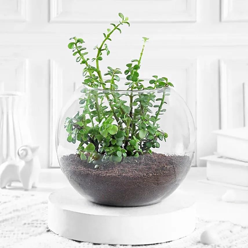 FNP Fantastic Jade Terrarium-picture-10