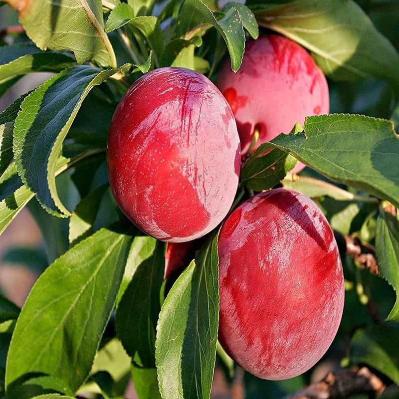 See full amazon price history chart for Healthy Vibe Plum Fruit Or Aloo Bukhara Grafted And Healthy Live Plant For Home & Outdoor Plant Tasty Plum Healthy Vibe Plum Fruit Or Aloo Bukhara Grafted And Healthy Live Plant For Home & Outdoor Plant Tasty Plum (B0B3JKBN6N) Amazon Price History, Amazon Price Tracker