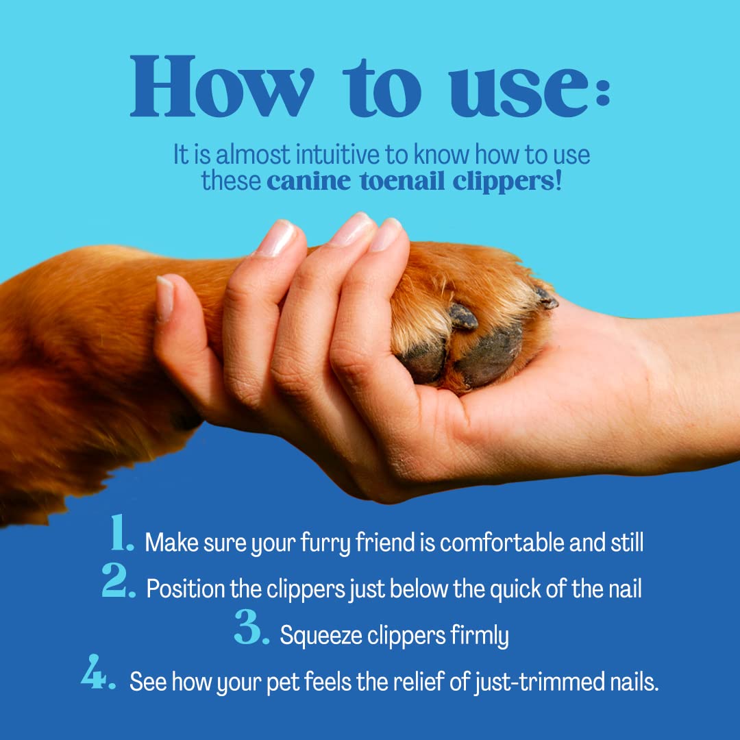 Why Is My Dog Losing His Nails