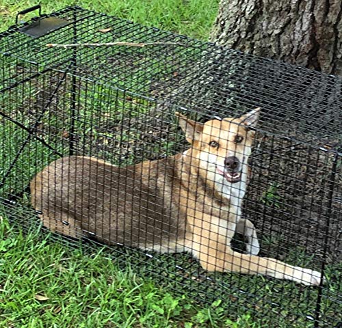 Humane Way Folding 50 Inch Live Humane Animal Trap - Safe Traps for All Animals - Dogs, Raccoons, Cats, Groundhogs, Opossums, Coyote, Bobcat - 50"x20"x26" - Thumbnail 3