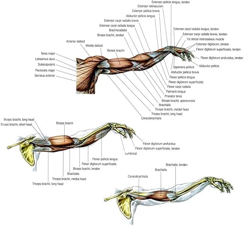 Forearm, Wrist, And Grip Strength Training Exercise Equipment Bison-1 - Forearm Exercise Equipment For Grip And Wrist Strengthening #TOP6