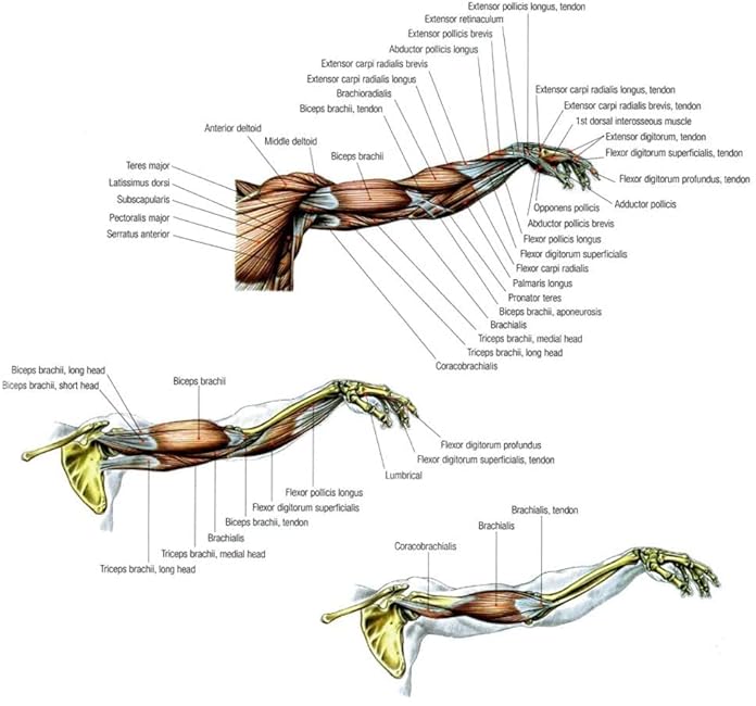 Forearm, Wrist, and Grip Strength Training Exercise Equipment Bison-1 - Forearm Exercise Equipment for Grip and Wrist Strengthening