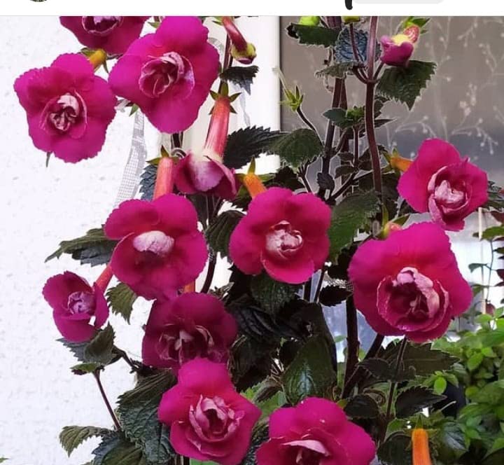 Radha Krishna Agriculture Achimenes Dark Pink Flower Bulbs |Fragrant Flowers Planting Bulb|Fresh Bulbs For Flower Pots | Bulbs For Indoor Home Decor | Pack Of 6. (B0BTPWPR8K) Amazon Price History, Amazon Price Tracker