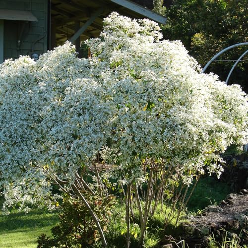 AMK Jardinagem e Paisagismo, Muda de Neve Da Montanha 20 a 40cm AMK - Plantas Online