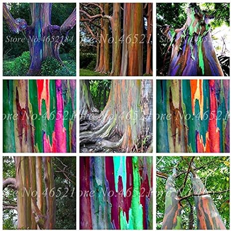 Amazon Co Jp エキゾチックなユーカリの木100個レインボーユーカリgunniiの木の森コートヤード鉢植えdiyの家の庭の装飾簡単に成長するには 混合 Diy 工具 ガーデン