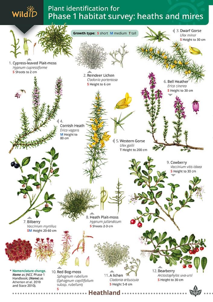 Plant Identification for Phase 1 Habitat Survey: Heaths and Mires (WildID)