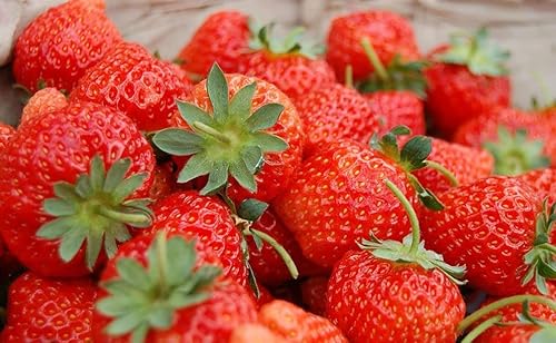 Miniatura 7 de Fresa 100 piezas Semillas Jardín Fruta Fresca Saludable