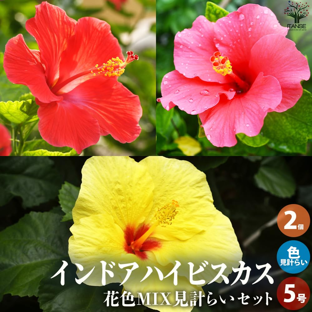 Amazon.co.jp: 北欧生まれのインドア・ハイビスカス サニー