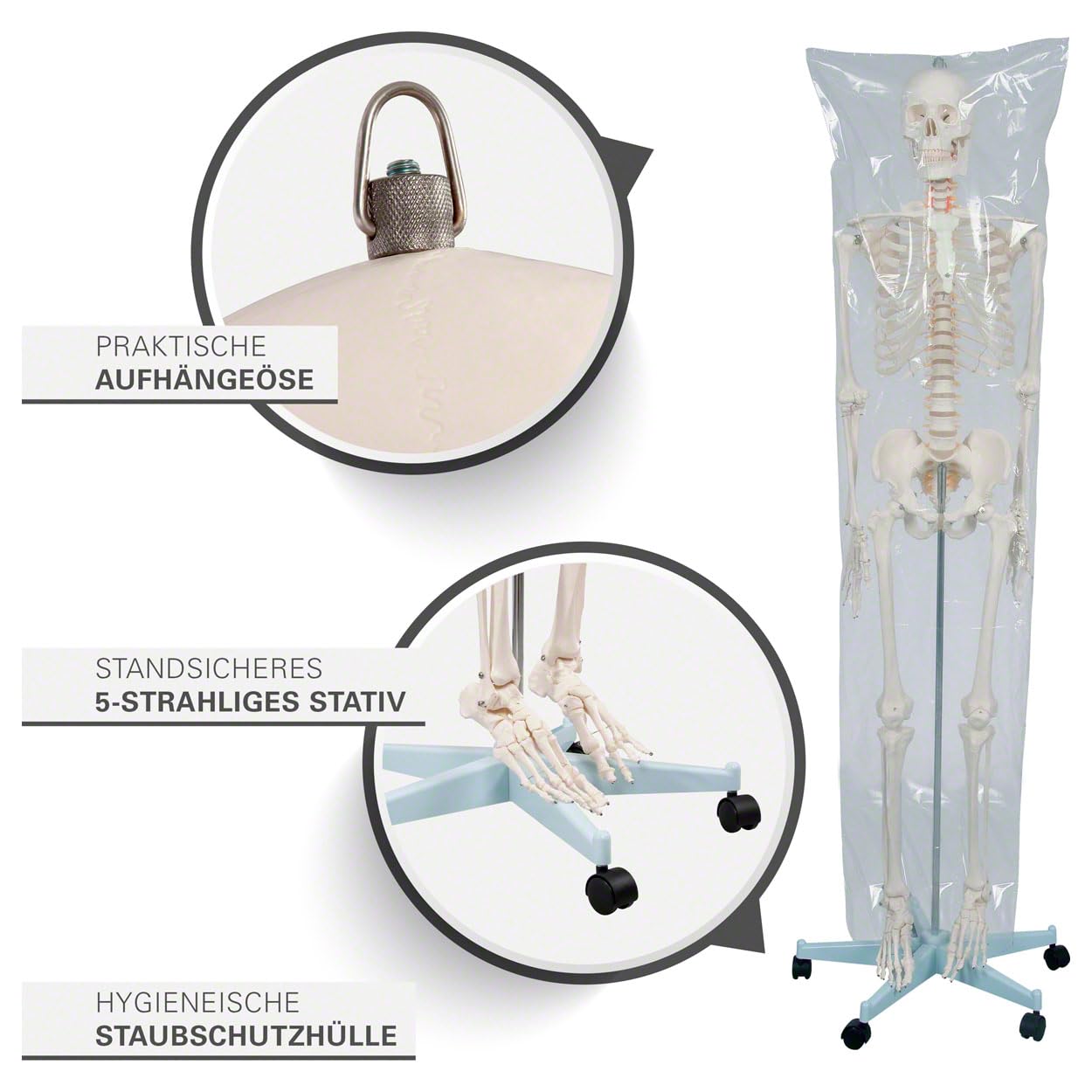 Sport-Tec menschliches Skelett, Skelett lebensgroß, Human Design Anatomie Modell, Skelett Modell der menschliche Körper, medizinische Schulungsmaterialien, Science Kit mit Schädel Modell, Schulskelett