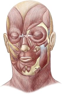 Posterazzi Facial muscles of the human face Poster Print, (22 x 34)