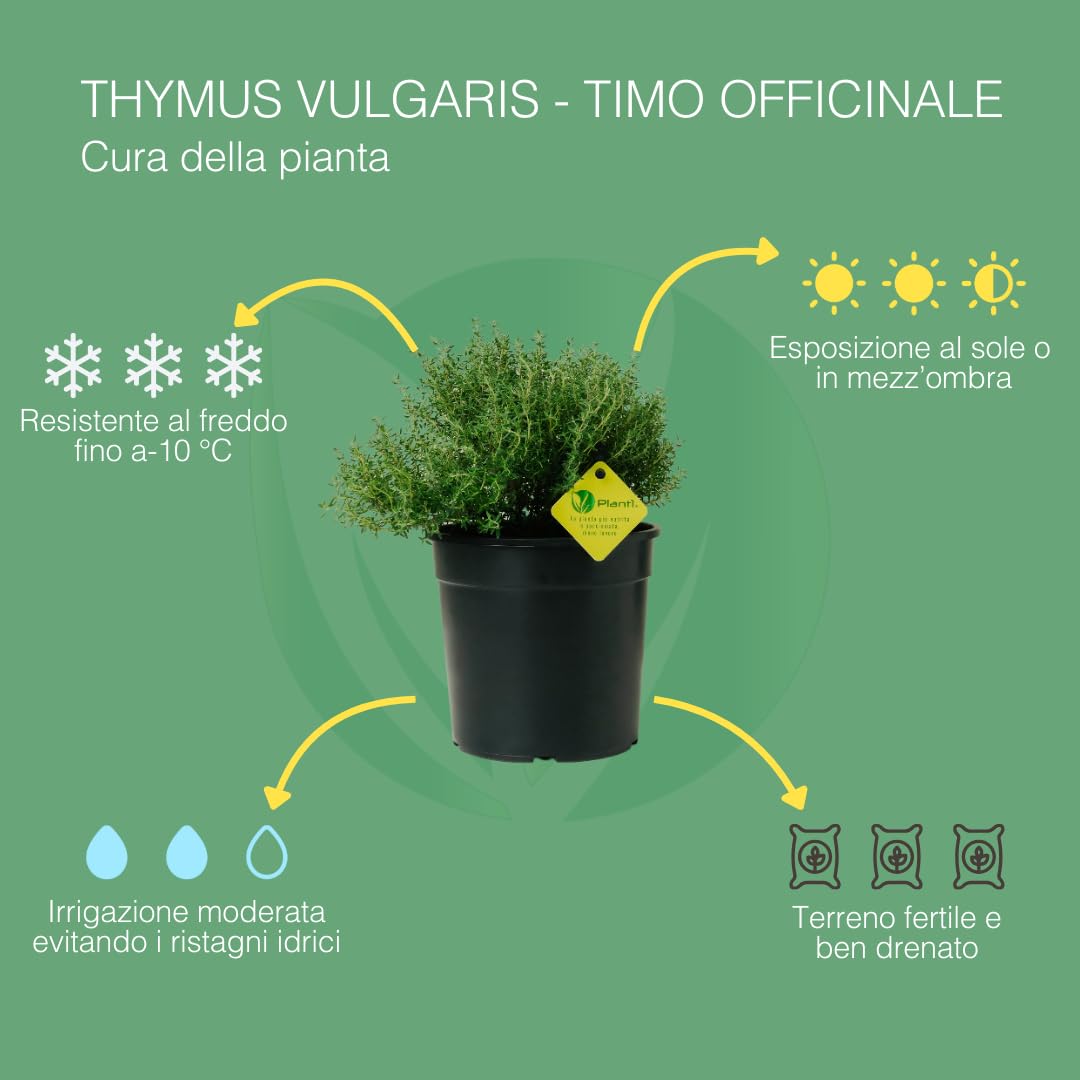 PLANTI’ TIMO OFFICINALIS Pianta Vera da Esterno Piante Aromatiche da Cucina, ideale per Insaporire i Vostri Piatti o per Ornare il Giardino di Casa. 6 Mesi di Concimazione con Sistema Plantì